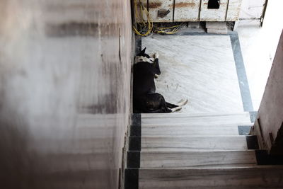 Close-up of cat on wood