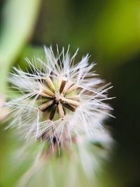 Close-up of dandelion on plant