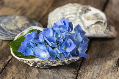 Close-up of purple flower on blue table