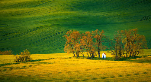 Trees on field