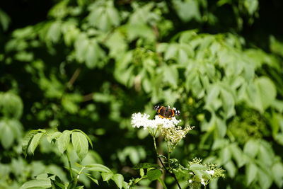 Close-up of bee pollinating on flower