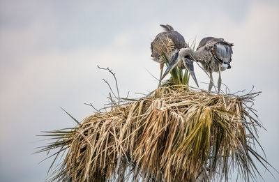 Juvenile great blue herons waiting in their nest for mother to bring food