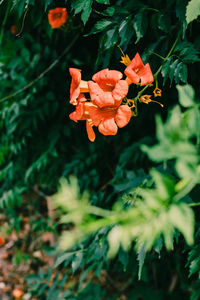 Close-up of red flowering plant