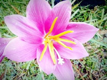 Close-up of pink flower