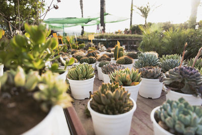 Variety of small potted cactus plants arranged in garden center