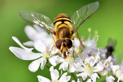 Close-up of bee pollinating on flower