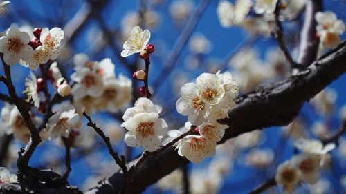 Low angle view of cherry blossoms