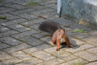 High angle view of squirrel on footpath