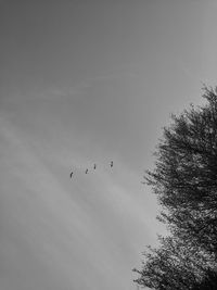 Low angle view of birds flying in sky