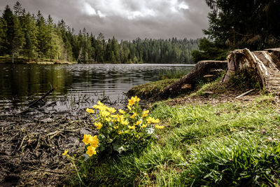 Scenic view of lake in forest against sky