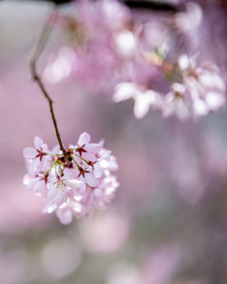 Close-up of pink cherry blossom