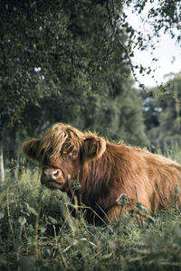 Portrait of highland cattle on grassy field 