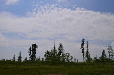 Trees on field against sky