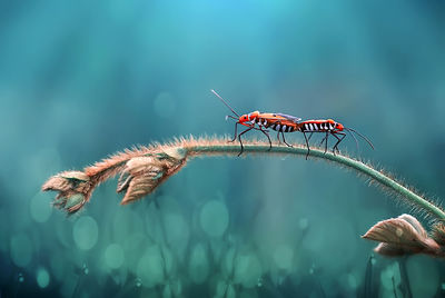 Close-up of insect on plant stem