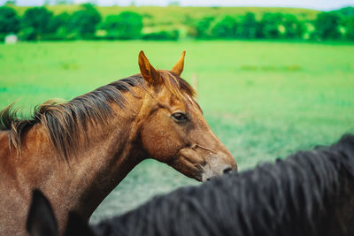 Close-up of a horse on field