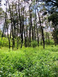 Trees growing on field in forest