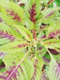 Close-up of plant