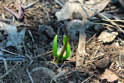 High angle view of small plants on field