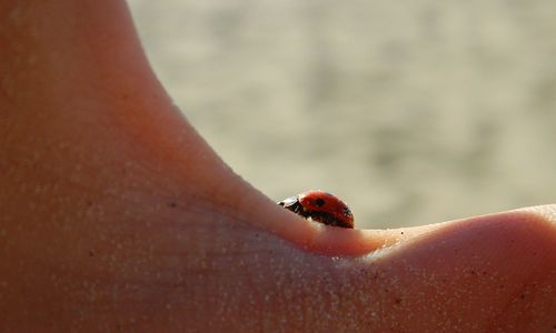 Close-up of ladybug on hand