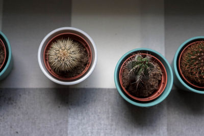 High angle view of potted plants on table