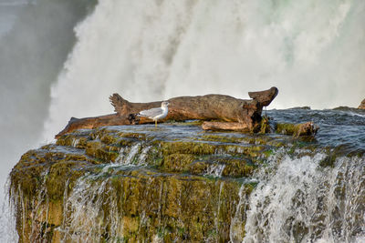 Side view of horse on rock in sea