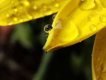 Close-up of water drops on yellow flower