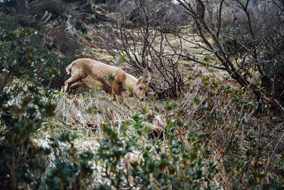 High angle view of fox on field