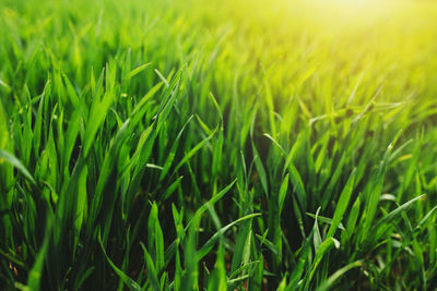 Full frame shot of crops growing on field