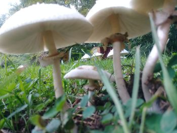 Close-up of mushroom growing on field