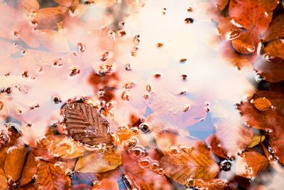 Full frame shot of fish swimming in sea