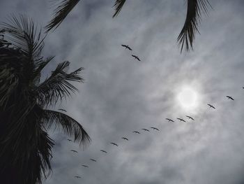 Low angle view of frigatebirds flying against sky