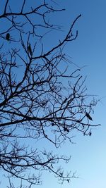 Low angle view of bare trees against clear sky