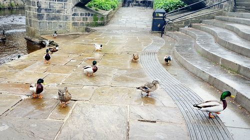 High angle view of people on tiled floor