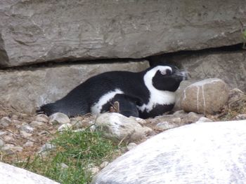 Side view of a rabbit on rock against wall