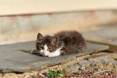 Portrait of cat lying on the wall