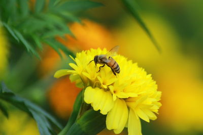 Close-up of bee pollinating on yellow flower