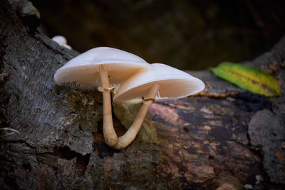 Close-up of mushroom growing on rock