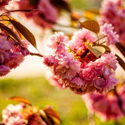 Close-up of pink cherry blossoms