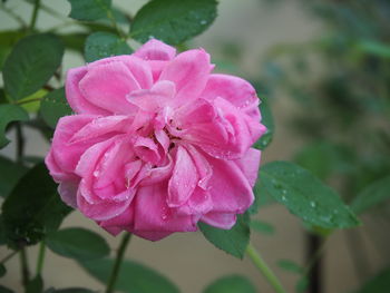 Close-up of pink rose flower