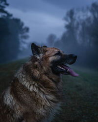 Close-up of a dog looking away