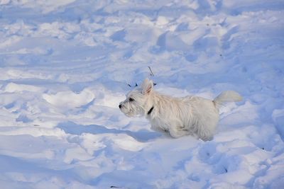 Dog in a field