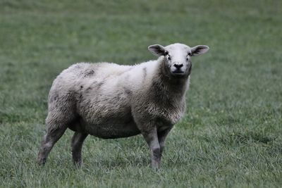 Portrait of sheep standing on field