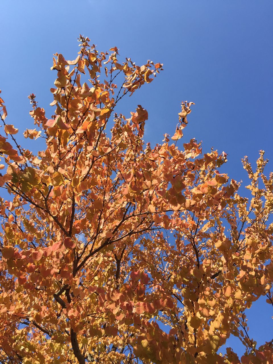 low angle view, clear sky, blue, tree, branch, growth, nature, beauty in nature, flower, sky, sunlight, day, tranquility, freshness, outdoors, no people, fragility, blossom, copy space, high section