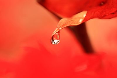 Close-up of water drops on red flower