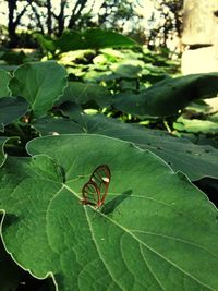 Close-up of insect on plant