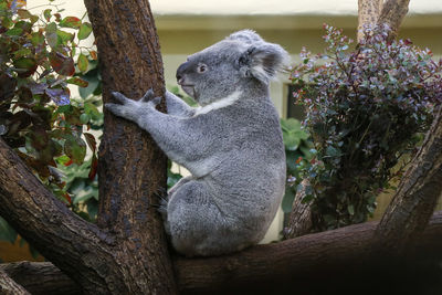 Side view of an animal sitting on tree trunk