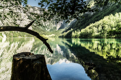 Trees by lake against sky