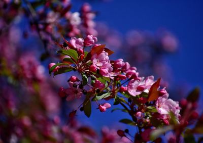 Pink blooming apple tree