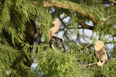 Bird perching on pine tree