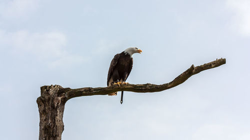 Low angle view of bird perching on wooden post against sky